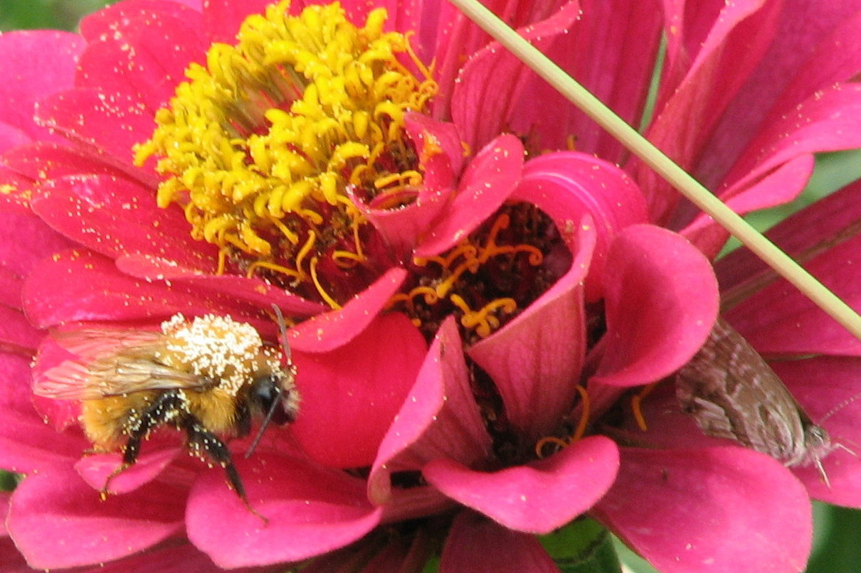 Bombus cfr pascuorum